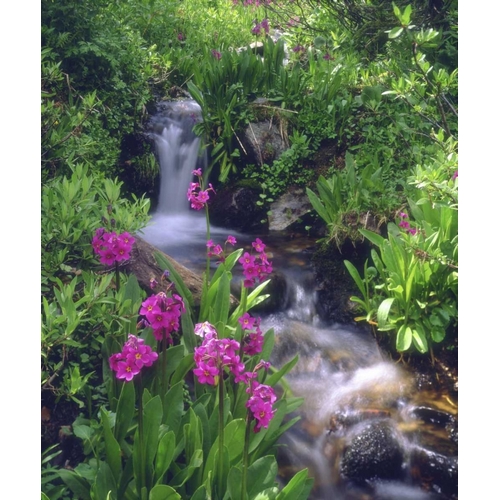 CO, Rocky Mts, flowers along a flowing stream